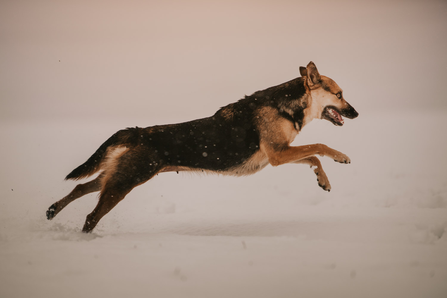Hundefotografin Hundeshooting Hundefotos Tabitha Roth Schweiz