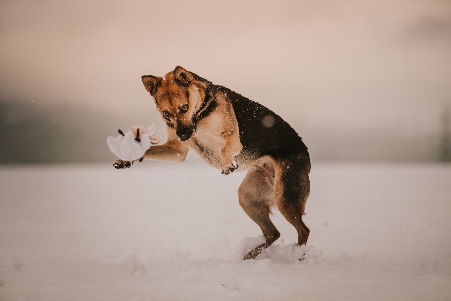 Hundefotografin Hundeshooting Hundefotos Tabitha Roth Schweiz