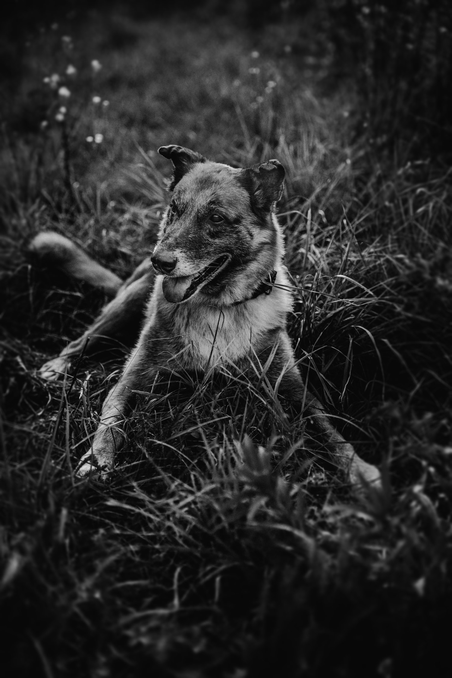 Hundefotografin Hundeshooting Hundefotos Tabitha Roth Schweiz