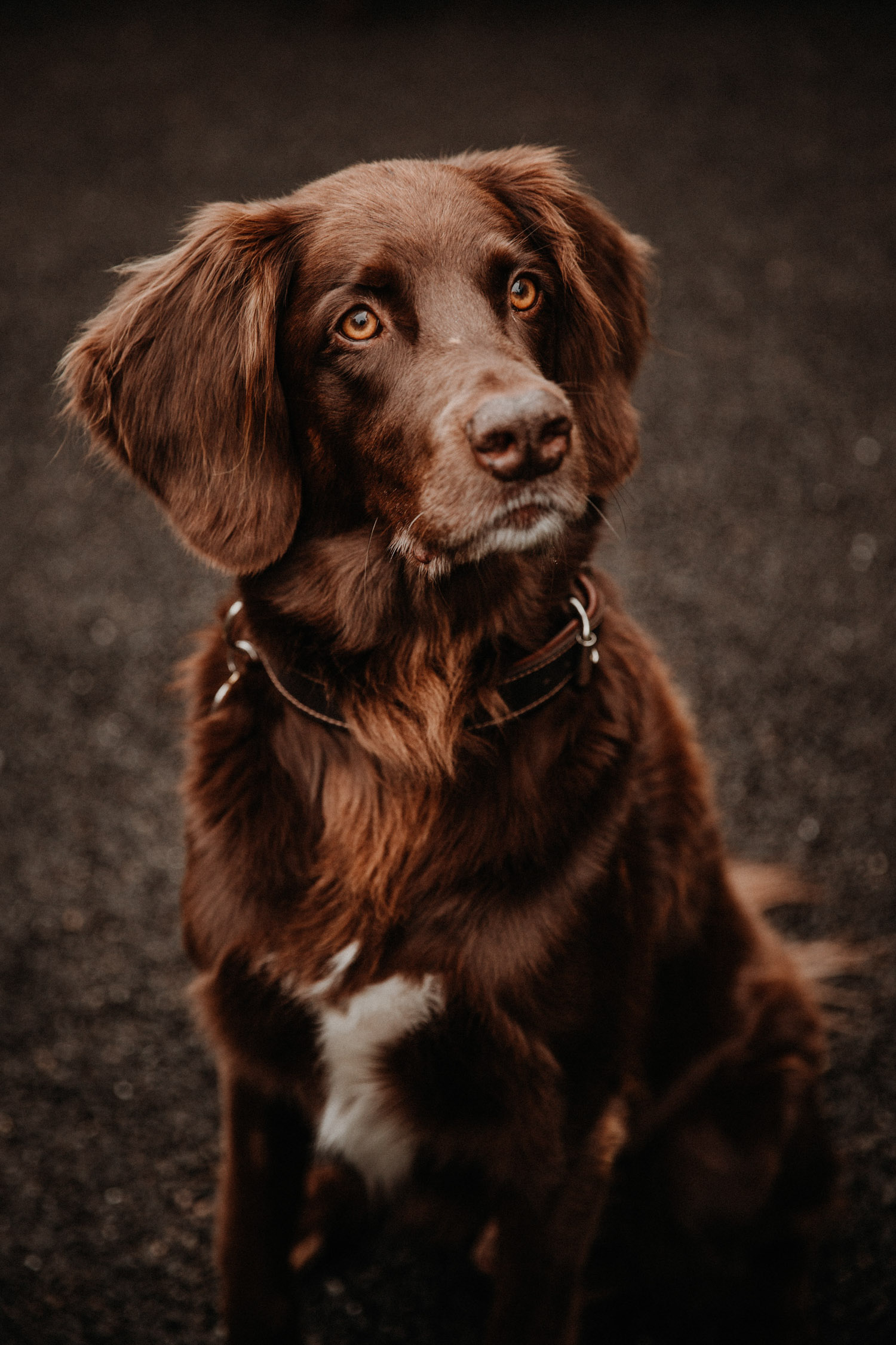 Hundefotografin Hundeshooting Hundefotos Tabitha Roth Schweiz