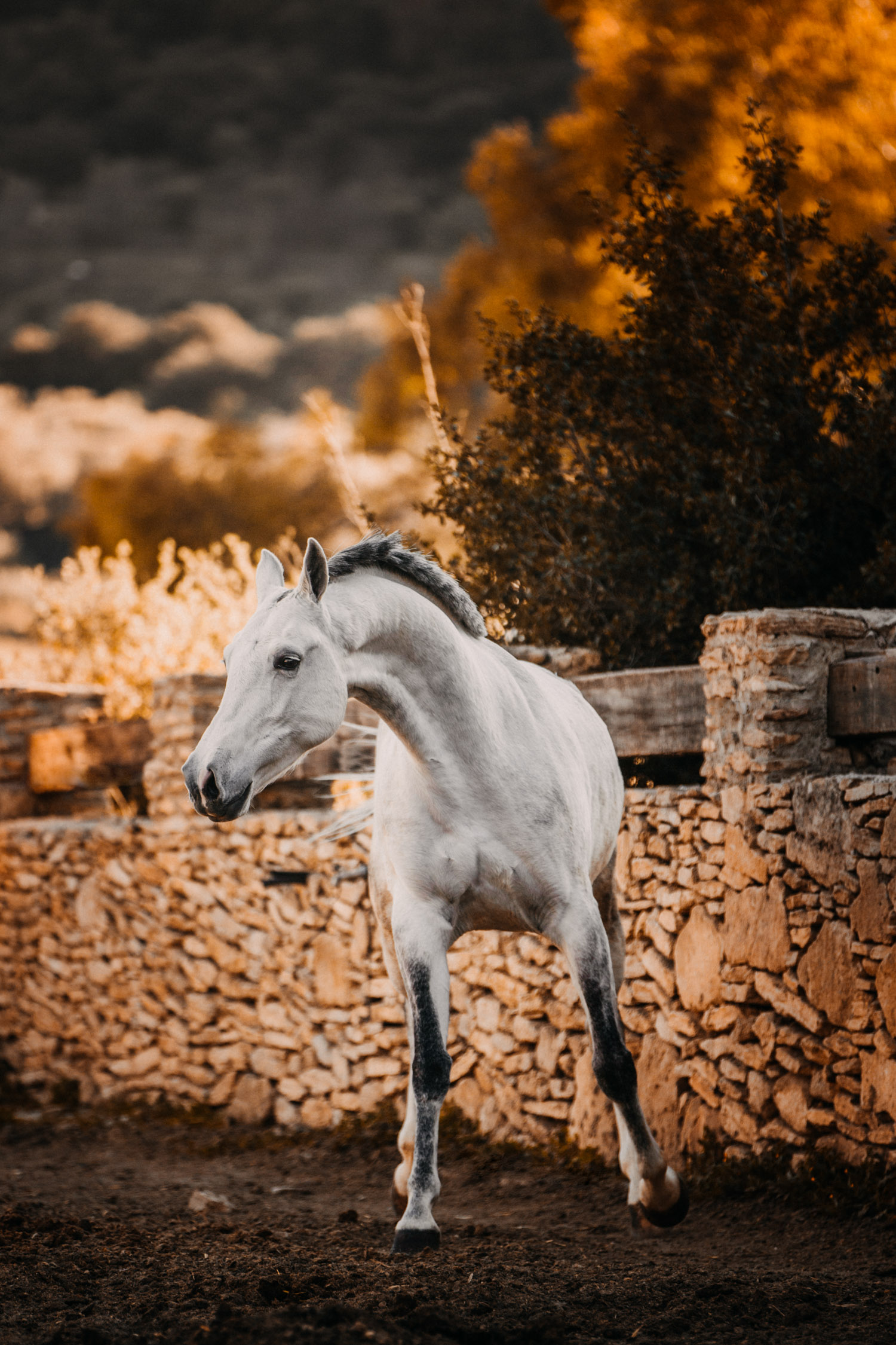 Pferdefotografin Pferdeshooting Pferdefotos Pferdefotografie Workshop Coaching Kurs Bildbearbeitung Photoshop Lightroom Schweiz Tabitha Roth Ronda Spanien Andalusien