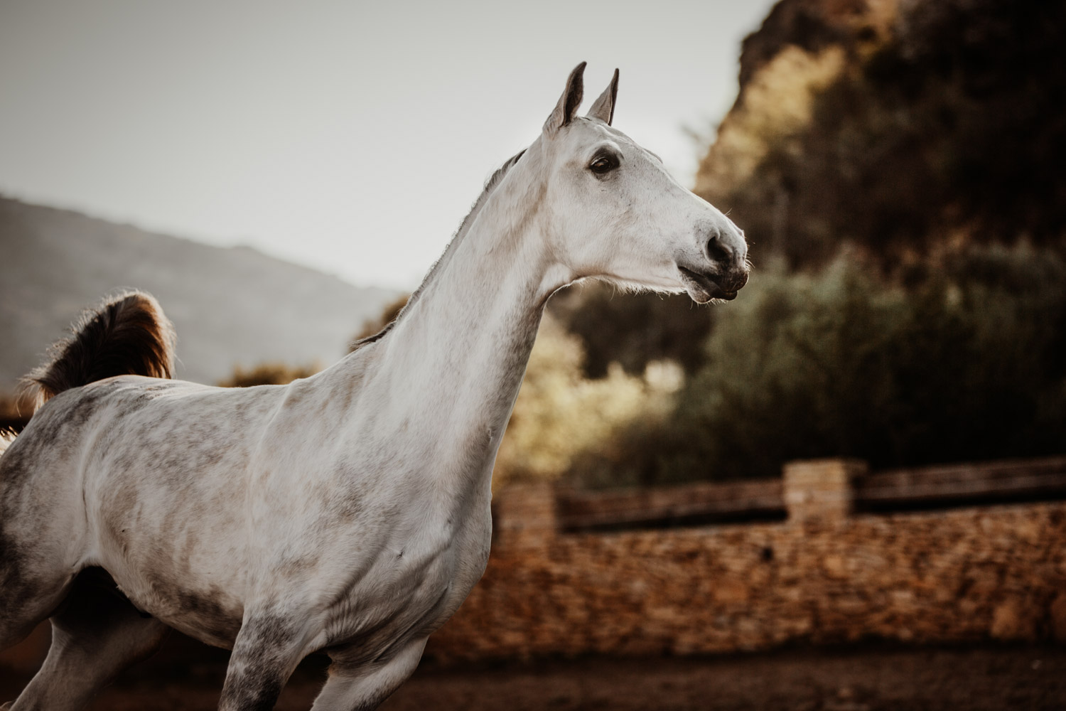 Pferdefotografin Pferdeshooting Pferdefotos Pferdefotografie Workshop Coaching Kurs Bildbearbeitung Photoshop Lightroom Schweiz Tabitha Roth Ronda Spanien Andalusien