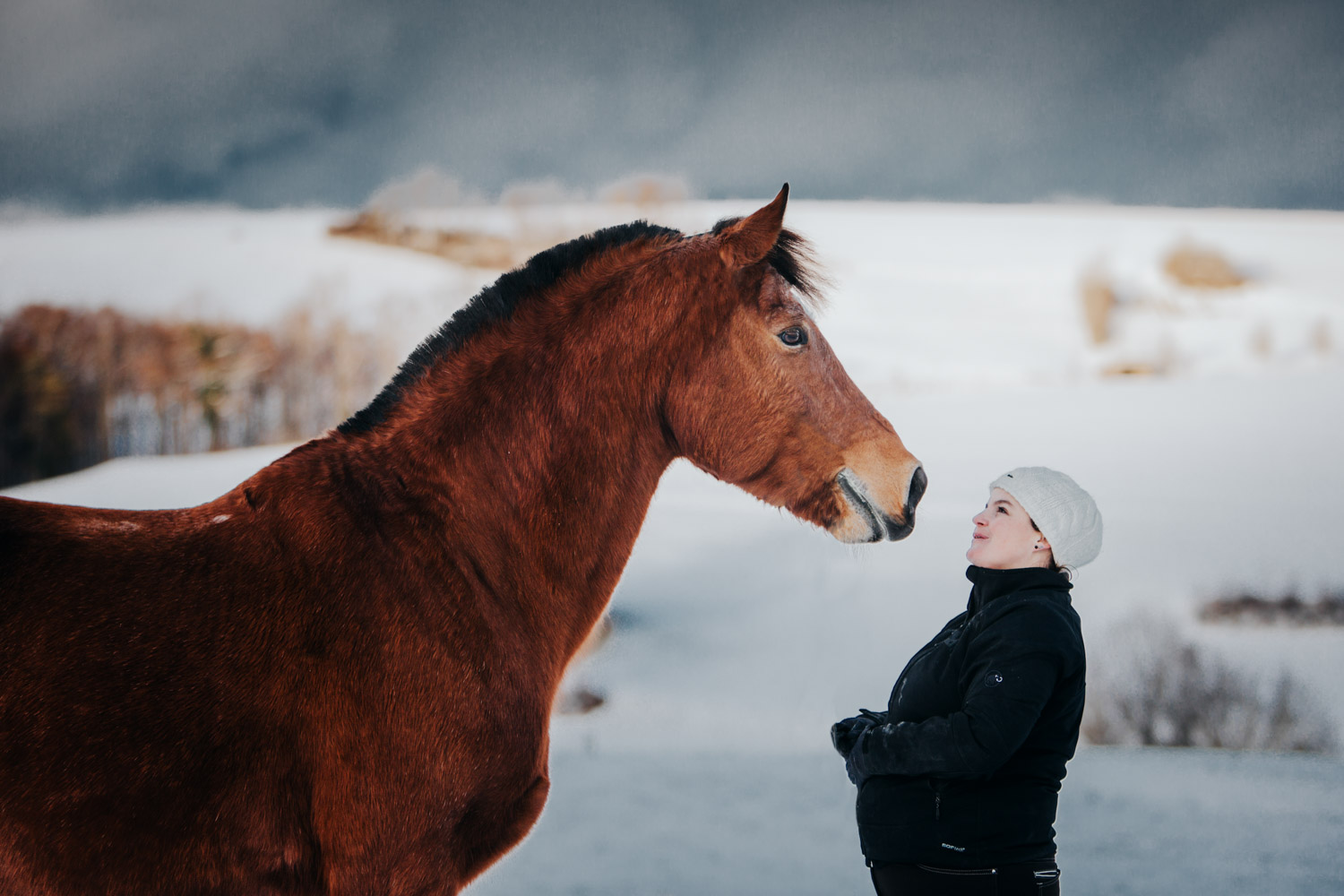 Pferdefotografin Pferdeshooting Pferdefotos Pferdefotografie Workshop Coaching Kurs Bildbearbeitung Photoshop Lightroom Schweiz Tabitha Roth Aargau