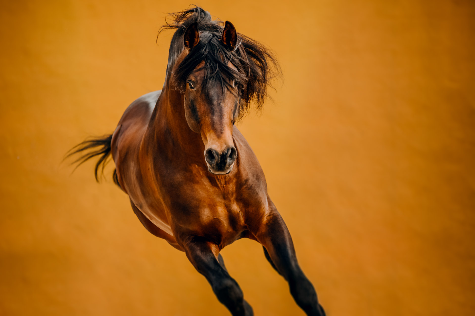Tabitha Roth Pferdefotografin Schweiz Pferdeshooting Andalusien Andalusier Hengst PRE