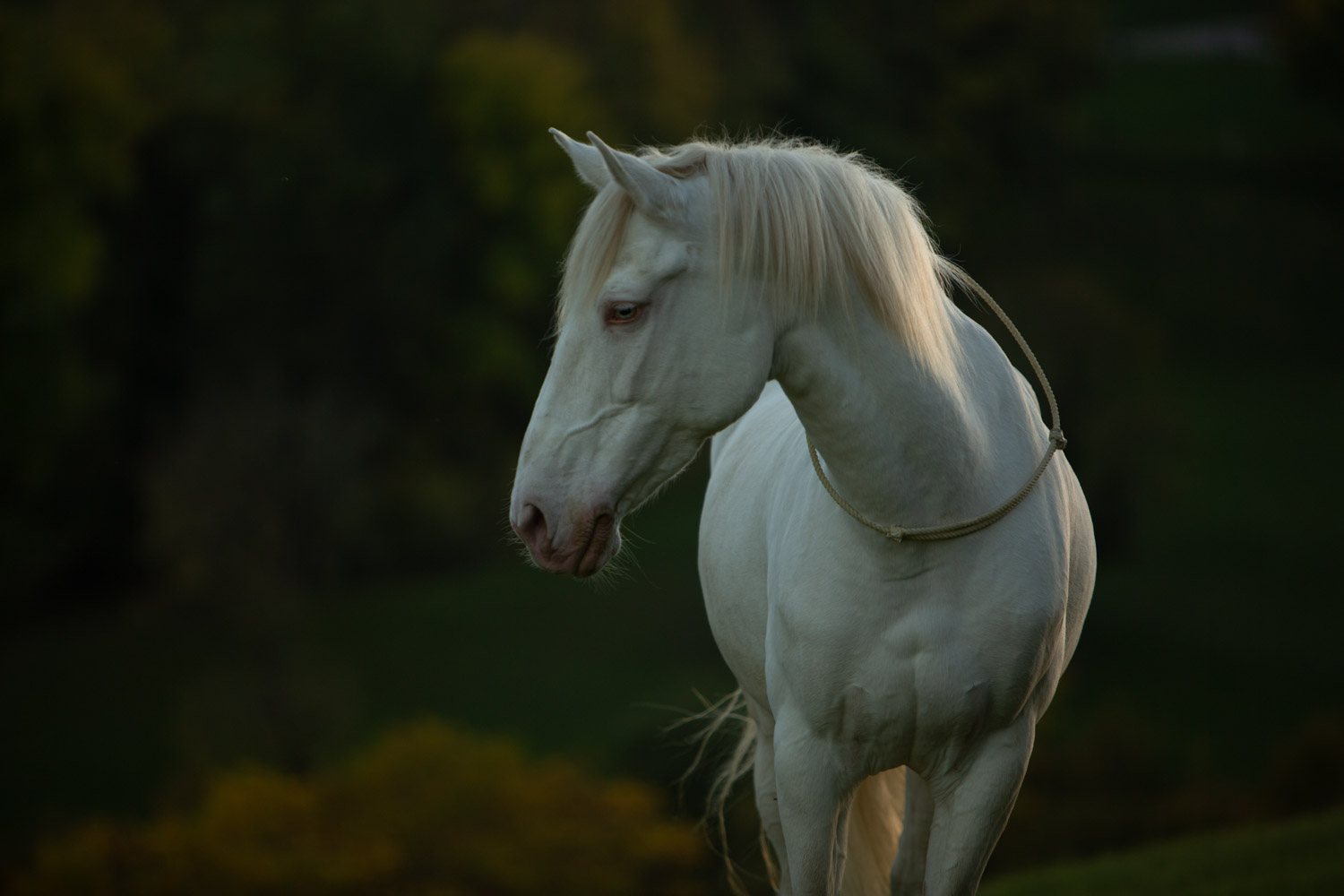 Presets für Pferdefotografie und Hundefotografie Presets for Horse, Dog and Animal Photography Lightroom Photoshop Tierfotografie Bildbearbeitung Filter Vorher Nachher