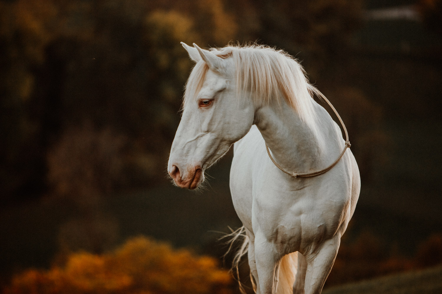 Presets für Pferdefotografie und Hundefotografie Presets for Horse, Dog and Animal Photography Lightroom Photoshop Tierfotografie Bildbearbeitung Filter Vorher Nachher