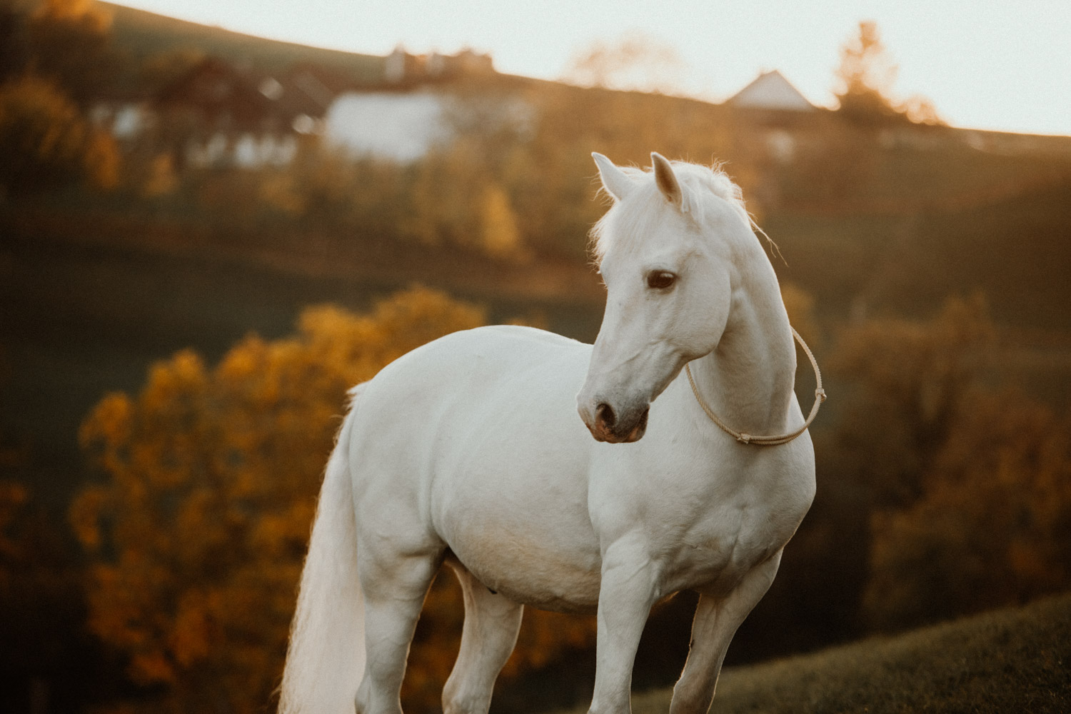 Presets für Pferdefotografie und Hundefotografie Presets for Horse, Dog and Animal Photography Lightroom Photoshop Tierfotografie Bildbearbeitung Filter Vorher Nachher